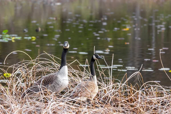 Two Canadian Geese Nest Lake Side — Stock Photo, Image