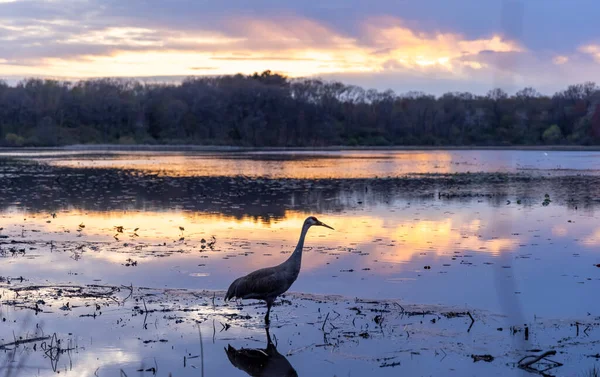 Sandhill Crane Middle Lake Twilight — Stock Photo, Image