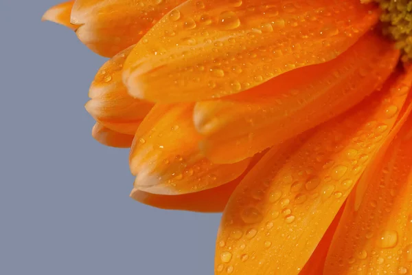 Zblízka Záběr Gerber Daisy Květiny Kapkami Vody — Stock fotografie