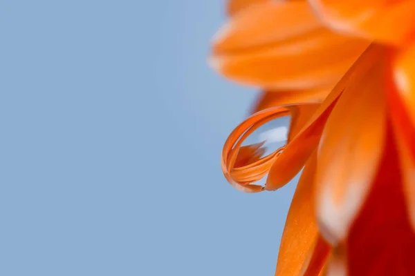 Zblízka Záběr Kapky Vody Gerber Daisy Květiny — Stock fotografie
