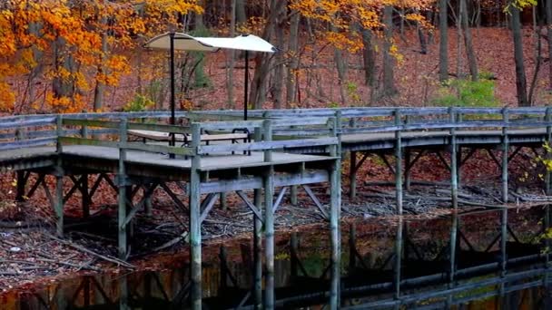 Board Walk Trail Maybury State Park Michigan Surrounded Fall Foliage — Stock Video