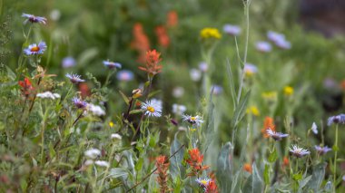 Colorado 'daki kayalık dağlarda renkli kır çiçekleri