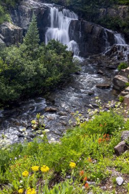 San Juan dağlarında Sneffels deresi boyunca küçük sular dökülüyor Colorado 'da, etrafı kır çiçekleriyle çevrili.