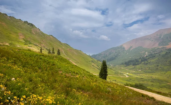 Naaldboom Het Midden Van Scenic Washington Gulch Colorado Wilde Bloemenweiden — Stockfoto