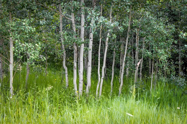 Lummiga Gröna Asspen Träd Sommaren Colorado Steniga Berg — Stockfoto