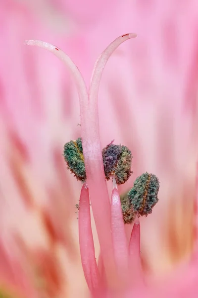 Extrémní Zblízka Záběr Tyčinky Květině Alstroemeria — Stock fotografie
