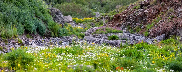 Panoramic View Rocky Terrain Covered Wildflowers San Juan Mountains Colorado — Stock Photo, Image