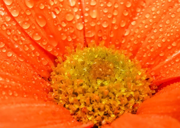 Gros Plan Gerbera Fleur Marguerite Orange Avec Rosée — Photo