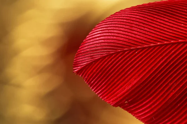 Екстремальний Крупним Планом Знімок Червоного Пташиного Перо Золотому Тлі — стокове фото
