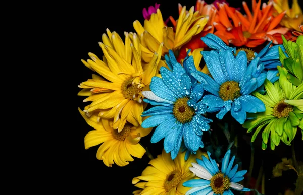 Siyah Arkaplanda Renkli Papatya Çiçeklerini Yakın Plan Çek — Stok fotoğraf