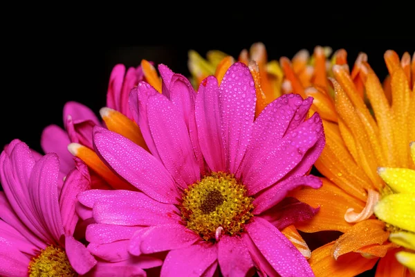 Primer Plano Flores Margarita Colores Sobre Fondo Negro — Foto de Stock