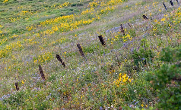 Plot Ostnatého Drátu Uprostřed Divoké Květinové Louky Svahu Kopce Coloradu — Stock fotografie