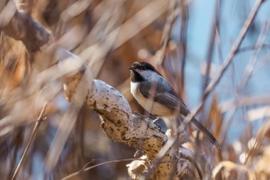 Siyah başlıklı Chickadee kuşunu bir ağaç dalına yakın plan çek.