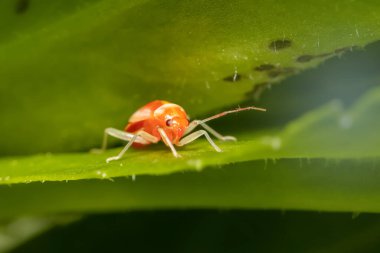 Küçük kırmızı bayan kuşun aşırı yakın çekimi.