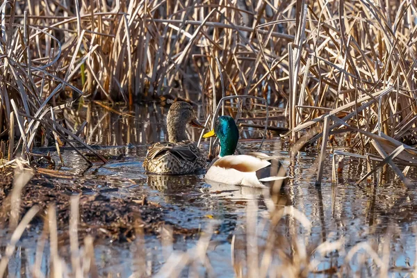 沼泽地的男鸭和女鸭 — 图库照片