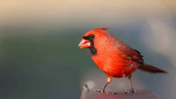 Nahaufnahme Des Männlichen Nördlichen Kardinalvogels — Stockfoto