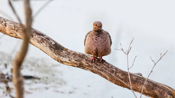 Cute Żałoba Gołąb Ptak Gałęzi Drzewa — Zdjęcie stockowe