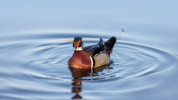 湖中美丽的木鸭鸭 — 图库照片