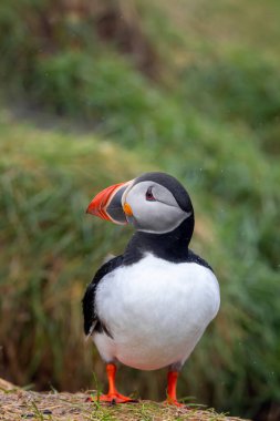 Kuzey kıyılarında Atlantik martı kuşunun yakın plan çekimi..