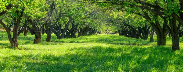 Panoramatický Výhled Velkou Rezervaci Stromů Poblíž Orchideje Fruita Uprostřed Pouště — Stock fotografie