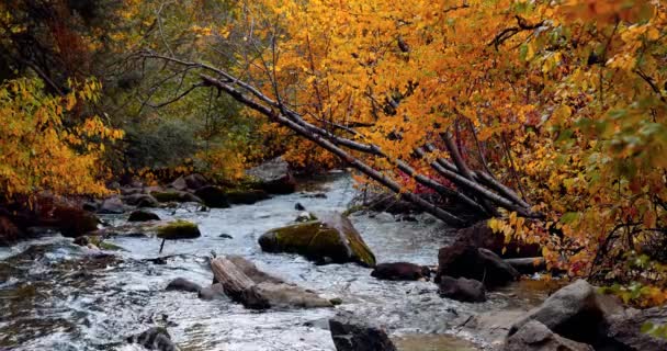 Água Corrente Big Cottonwood Creek Utah Durante Outono Tempo Relaxamento — Vídeo de Stock