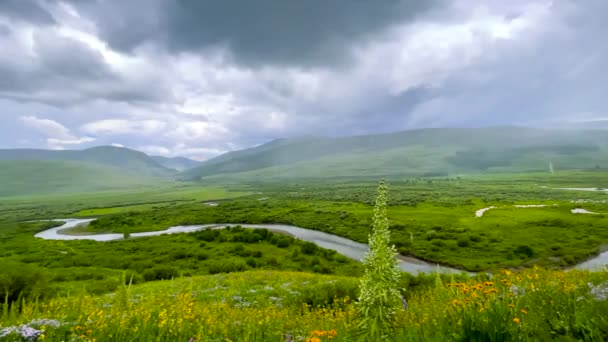 Scénický Brush Creek Krajina Obklopen Luk Divokých Květin Blízkosti Hřebenu — Stock video