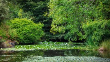Vancouver Botanik Bahçeleri 'ndeki göletin yanındaki yemyeşil ağaçlar.