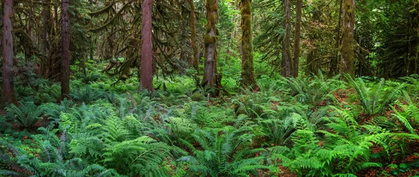 Veel Varens Planten Schaduw Van Bomen Regenwouden Van North Cascade — Stockfoto