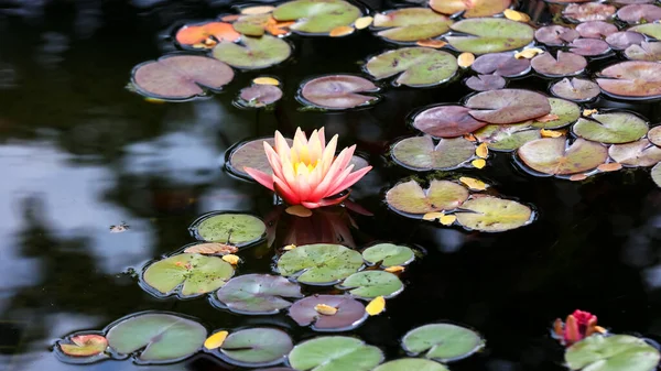 Water Lily Pods Pond — Stock Photo, Image