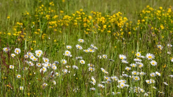 Luonnonvaraiset Kukkaniityt Washingtonin Maaseudulla — kuvapankkivalokuva