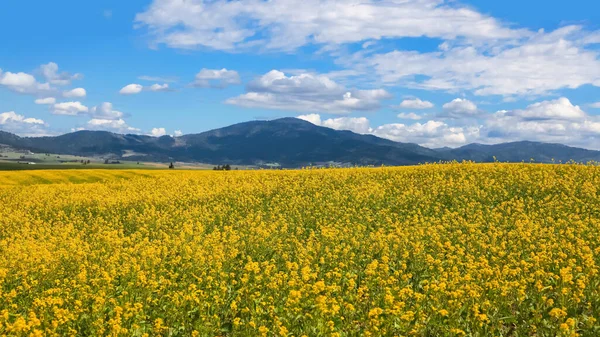 Beautiful Rapeseed Fields Washington State Summer Time Palouse — Stock Photo, Image