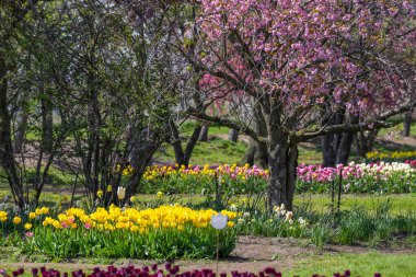 Hollanda, Michigan 'da, Tulip bahçesinin ortasında çiçek açmış bir ağacın olduğu manzara..