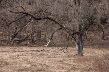 Bahar zamanı çayırdaki büyük ağaç.