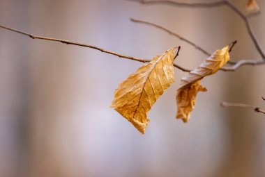 Ağaç dalındaki kuru yaprakların sığ alan derinliğine yakın çekim