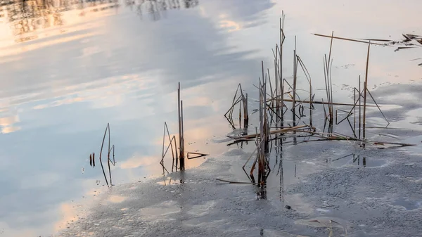 Vysoké Cattail Rostliny Uprostřed Jezera Odrazem Oblohy — Stock fotografie