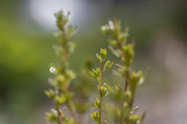 Vista Cerca Planta Recién Cultivada Primavera —  Fotos de Stock