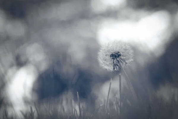 Close Shot Dandelion Shallow Depth Field Monochrome — Stock Photo, Image