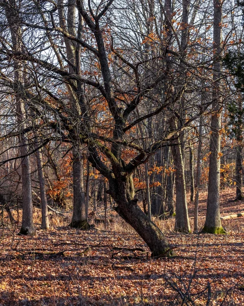 Изогнутое Дерево Посреди Мичиганских Лесов Ранней Весной — стоковое фото