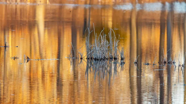 Liten Bulrush Buske Sjön Med Trädreflektioner Sjön Kvällssol — Stockfoto