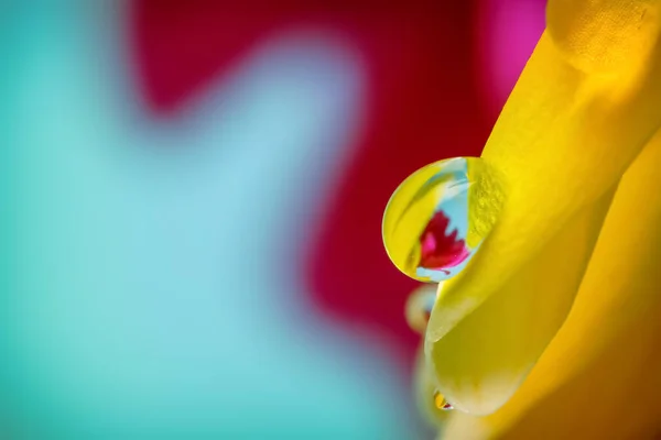 Colpo Ravvicinato Gocciolina Acqua Sul Fiore Margherita Gerbera — Foto Stock