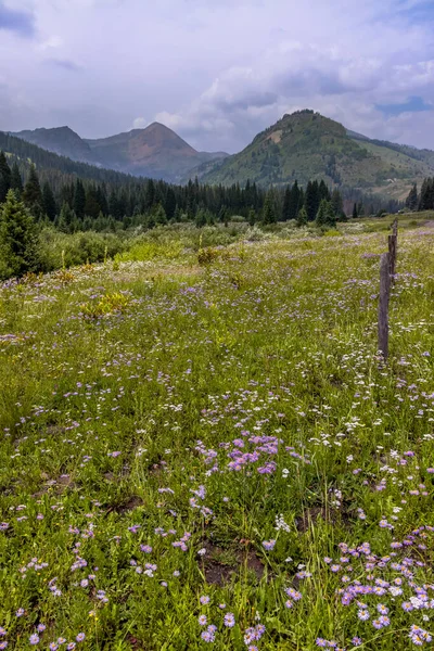 Prados Flores Silvestres Colorado Cerca Crested Butte Verano — Foto de Stock