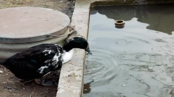 Black White Goose Drinking Water Tank Farm — Stock Video