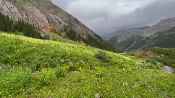 Szenische Ansicht Der Wildblumenwiese Yankee Becken Colorado — Stockvideo