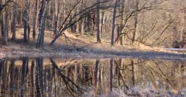 View Woodlands Kent Lake Shoreline Michigan Countryside Perfect Reflections Lake — Stock Video