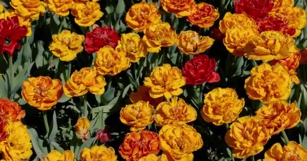 Vista Cerca Del Colorido Macizo Flores Durante Primavera — Vídeos de Stock