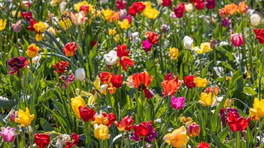 Hollanda, Michigan 'daki çeşitli renkli lale çiçeklerinin yakın görüntüsü, seçici odak