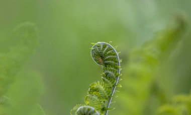 Bahçede yeni yetişmiş eğreltiotu yapraklarının yakın plan çekimi..