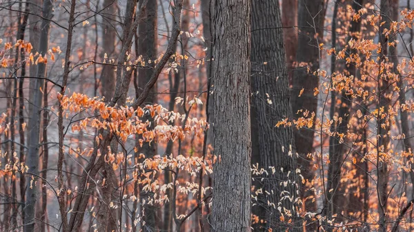 早春时节森林里的大树 秋天的时候森林里剩下的枯叶 有选择地集中在树上 — 图库照片