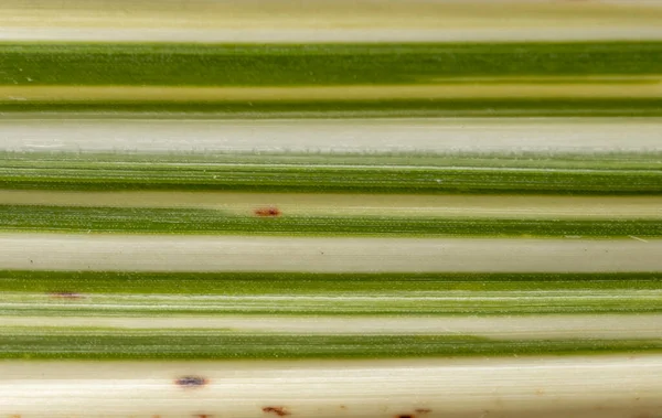 Primer Plano Hoja Verde Rayada Para Uso Fondo — Foto de Stock