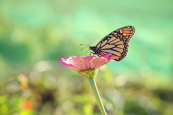 Monarch Vlinder Een Gerber Daisy Bloem Verzamelen Stuifmeel — Stockfoto